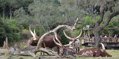 Cartel de El embarazo de Peri