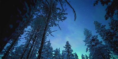 Cartel de Bosques de osos