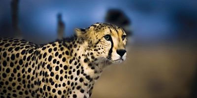 Cartel de Guepardo a la vista