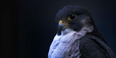 Cartel de Ciudades salvajes