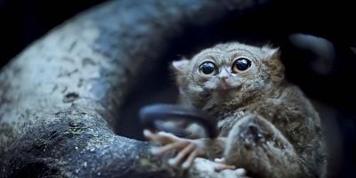 Cartel de El bosque del tarsero