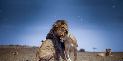 Cartel de Las praderas del león