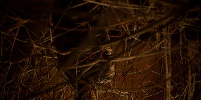 Cartel de Telarañas