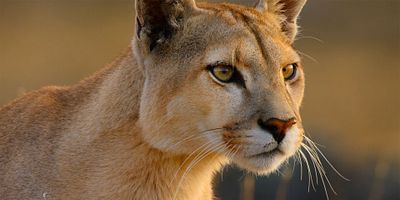 Cartel de Patagonia chilena