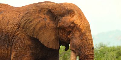 Cartel de Tsavo, Kenya