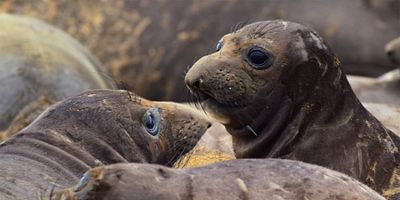 Cartel de Santuario Marino Nacional de la Bahía de Monterrey, EE. UU.