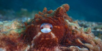 Cartel de The Gray Whale