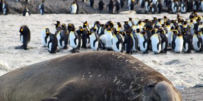 Cartel de The Giant Otter