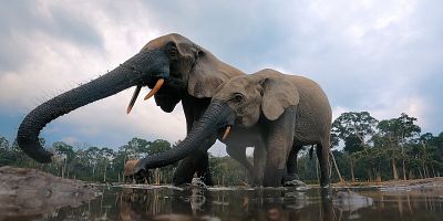 Cartel de The Gorilla