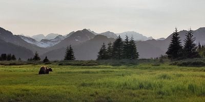 Cartel de The Brown Bear