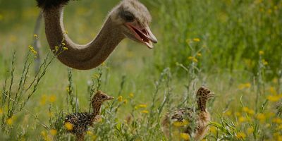 Cartel de The Ostrich