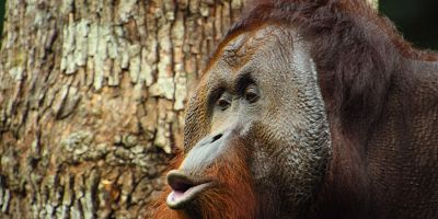 Cartel de The Orangutan