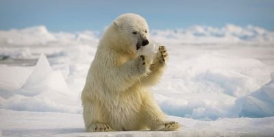 Cartel de The Polar Bear