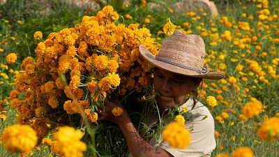 ‘Hilando sones’: el documental de FICM 2024 sobre la importancia de la lengua como herencia indígena noticias imagen