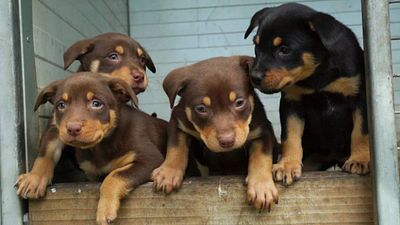 Se va de Netflix México: 5 granjeros y sus perritos nos muestran sus vidas en esta miniserie de 4 episodios noticias imagen