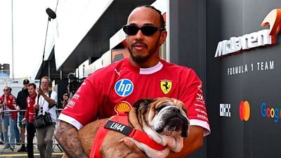Más que una mascota: el legado de Roscoe, el perro de Lewis Hamilton que le rompió el corazón al mundo entero y paralizó la Fórmula 1 noticias imagen