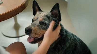 2026 es el año de los perritos en el cine: lista completa de películas que tienen a un perro como protagonista noticias imagen