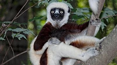 Justo en la infancia: presentan a Junius, el adorable bisnieto de 'Zoboomafoo' que está rompiendo el internet noticias imagen