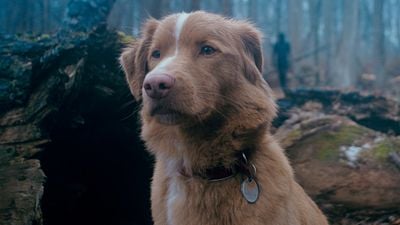 La película de terror sobrenatural contada desde la perspectiva de un perro: tardó 3 años en filmarse y está causando revuelo entre los fans del género noticias imagen