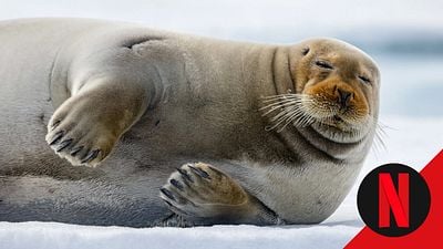 Para ver en Netflix: el documental de naturaleza que te relajará con sus imágenes en 4K y la belleza oculta de la vida salvaje noticias imagen