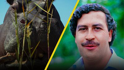 ‘Pepe’: El documental sobre el hipopótamo de Pablo Escobar que llega a MUBI noticias imagen