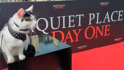 Conoce a Frodo, el gato protagonista de 'Un lugar en silencio: Día uno' noticias imagen