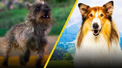 3 perritos actores que seguramente no conocías noticias imagen