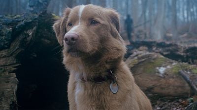 ¡Es oficial! ‘Good Boy’ llegará a cines de México este año: cuándo estrena la película de terror sobrenatural protagonizada por un perrito noticias imagen