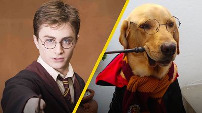 Así se vería 'Harry Potter' si fuera protagonizada por tiernos perritos