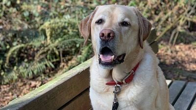 Conoce a Raleigh, el perrito de 'Más allá de la montaña' que conquistó al mundo entero noticias imagen