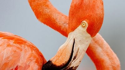 Hoy llega a Cinépolis y Cinemex el documental narrado por Julieta Venegas: ‘Flamingos’ muestra la supervivencia de este preciado animal caribeño noticias imagen