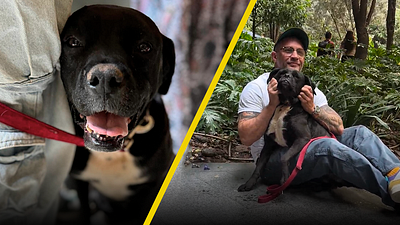 Ella es Duquesa, la perrita que casi adopta Tom Hardy en CDMX noticias imagen