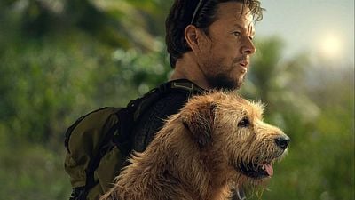La historia real del perro callejero que siguió a Mark Wahlberg por la selva noticias imagen
