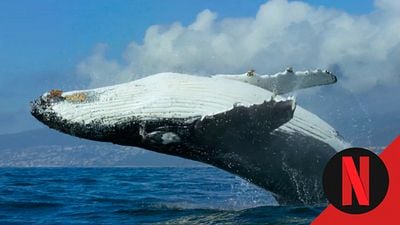 Para ver en Netflix: el documental de naturaleza que te dejará sin aliento con sus imágenes nunca vistas del océano noticias imagen