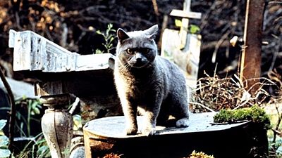 'Pet Sematary': Mira las primeras fotos del remake noticias imagen