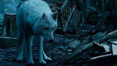 'Game of Thrones': ¿Qué ha pasado con todos los lobos huargos? noticias imagen