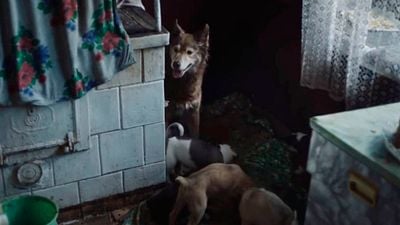 ¿Por qué no debes acariciar a los perros en Chernobyl? noticias imagen