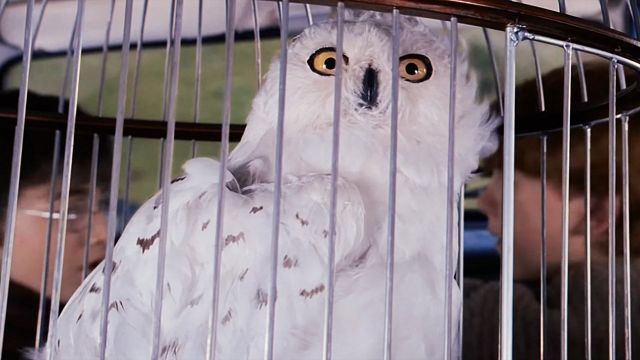 Hedwig parece la mascota perfecta en 'Harry Potter', pero la realidad sería muy distinta noticias imagen