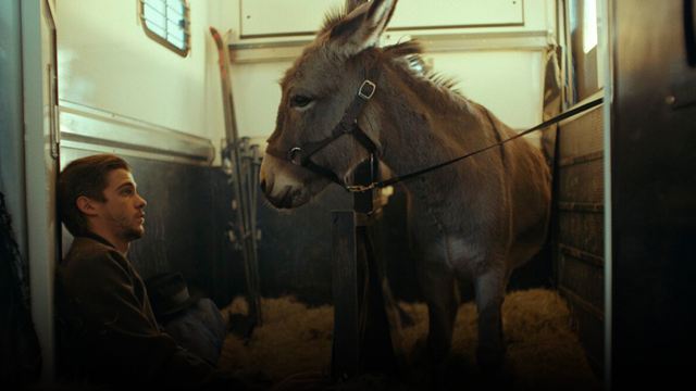 'EO': ¿Cuántos burros usó Jerzy Skolimowski para su película nominada al Oscar?