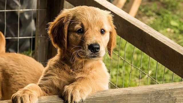 En dos días se estrena la película que todo dueño de perros debe ver este fin de semana en Netflix México noticias imagen