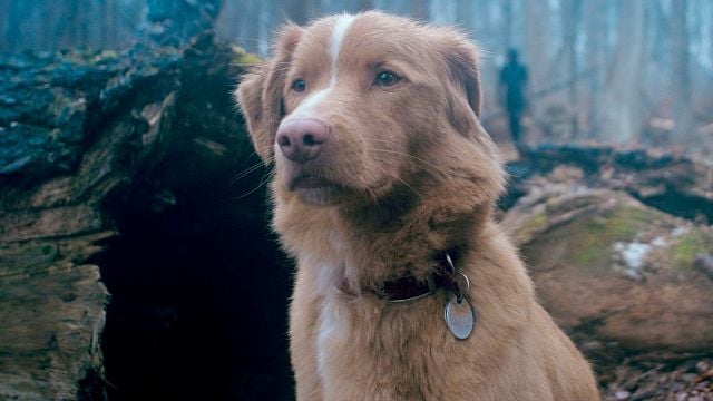 Este clásico de los 80 inspiró al director de ‘Good Boy’ a filmar una película de terror desde la perspectiva de un perro noticias imagen