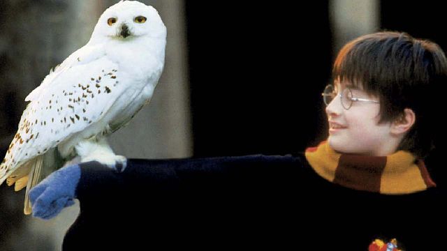 Harry Potter nunca se había visto tan tierno y adorable como con este nuevo peluche (hasta incluye a Hedwig) noticias imagen