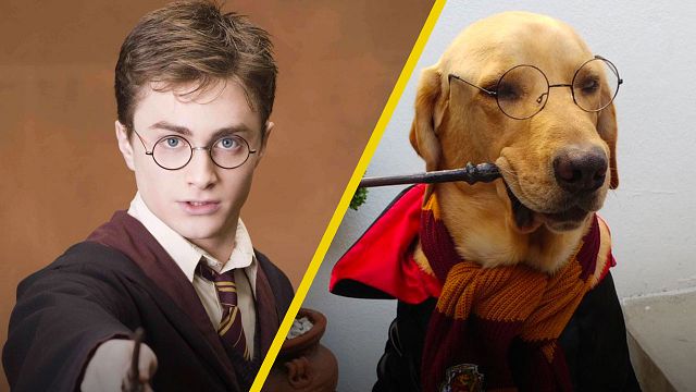 Así se vería 'Harry Potter' si fuera protagonizada por tiernos perritos noticias imagen