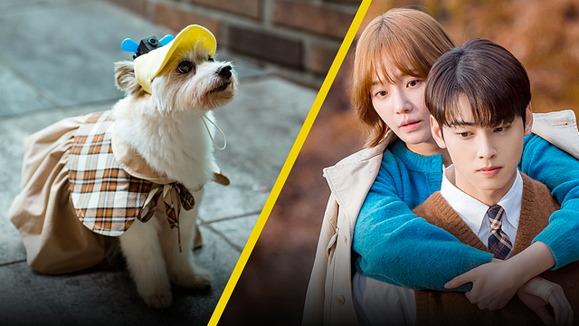 3 k-dramas que debes ver si tienes perritos en tu casa noticias imagen