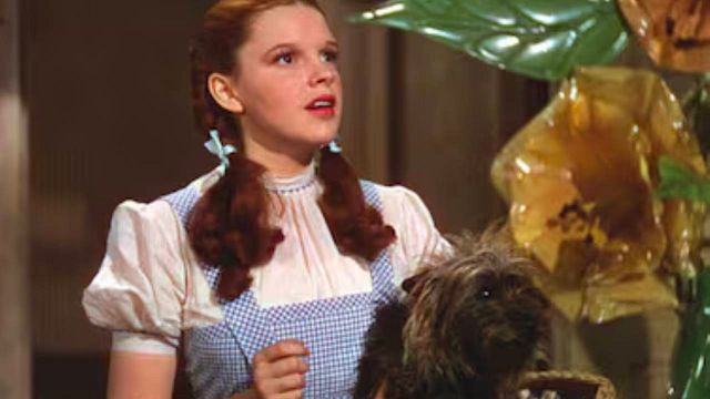 Este perrito se hizo millonario por actuar en un clásico del cine que todos amamos noticias imagen