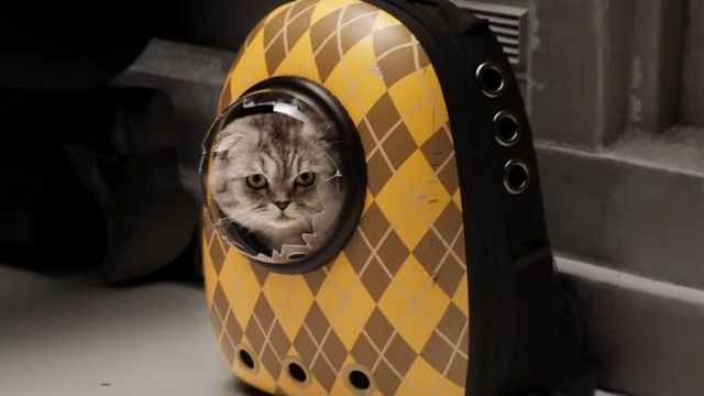 Este gatito fue despedido de 'Argylle', la nueva película de espías con Henry Cavill noticias imagen
