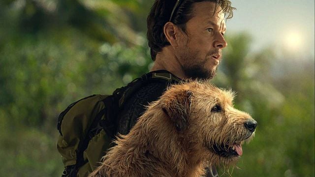 La historia real del perro callejero que siguió a Mark Wahlberg por la selva noticias imagen