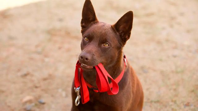Hoy en TV: La película que te dará ganas de abrazar a tu perrito noticias imagen