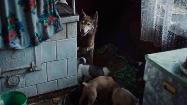 ¿Por qué no debes acariciar a los perros en Chernobyl? noticias imagen