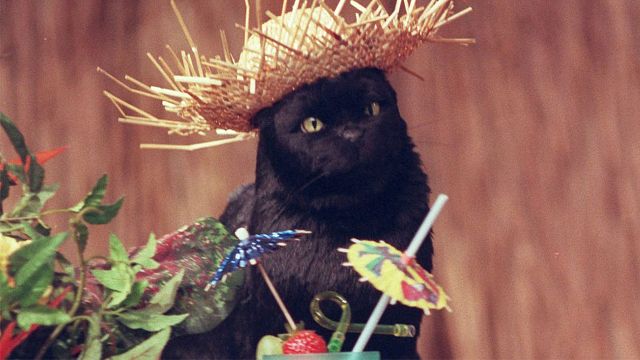 'Sabrina, la bruja adolescente': ¿Cómo hicieron a Salem en la serie de los años 90? noticias imagen